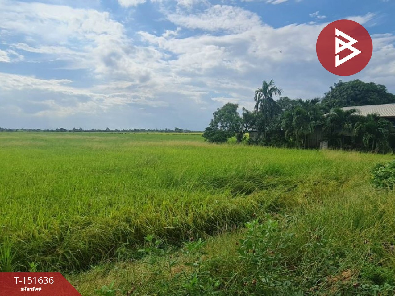 Rice field land for sale, area 24 rai 3 ngan 85 square wah, Bang Khla, Chachoengsao. – รูปที่ 2