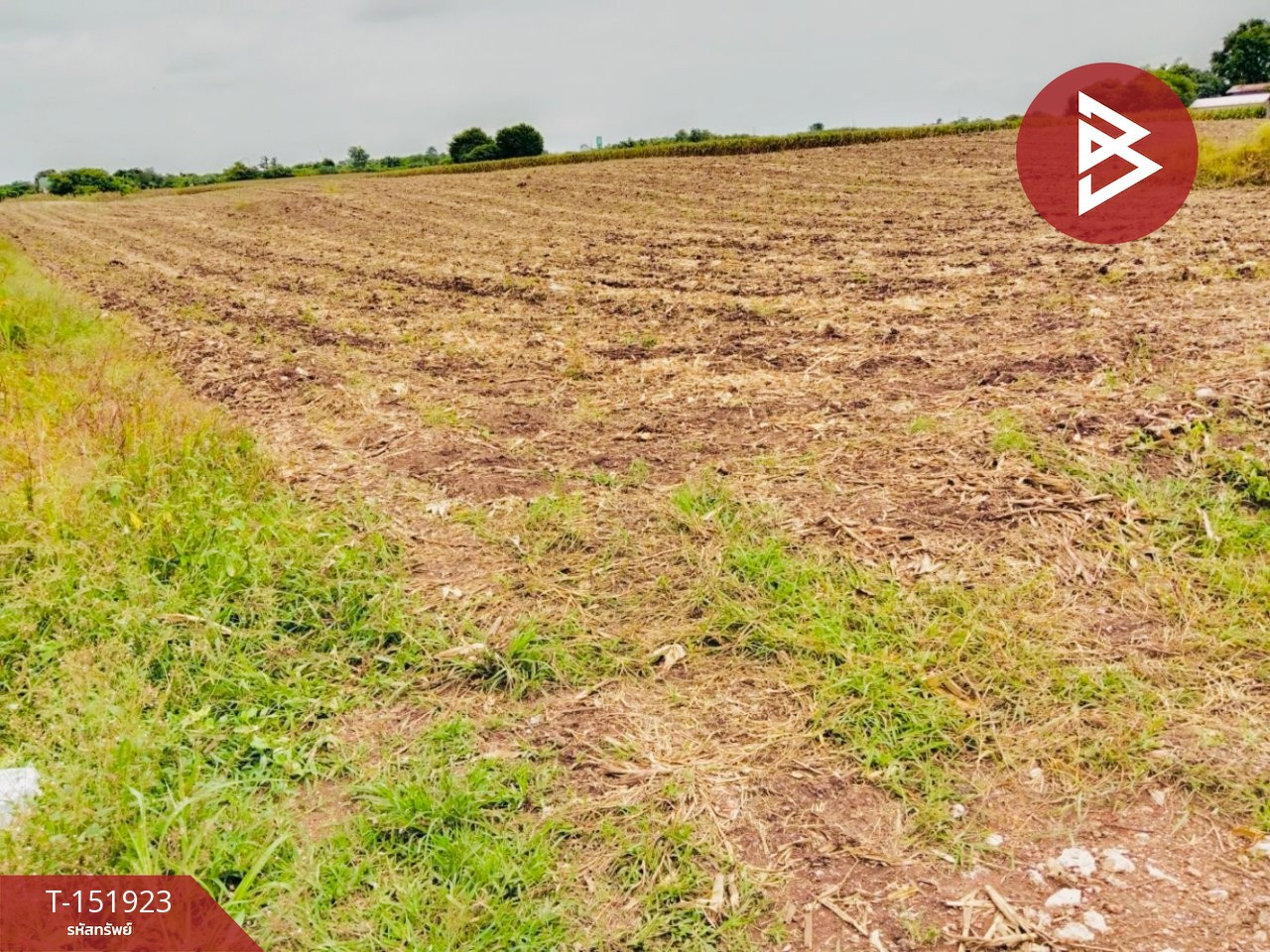 Land for sale, area 15 rai 2 ngan 77 square wa, Wichian Buri District, Phetchabun Province. – รูปที่ 4