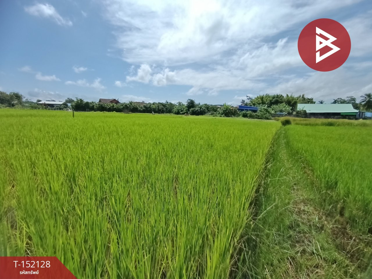 ขายที่ดิน เนื้อที่ 3 งานไชยสถาน น่าน – รูปที่ 2