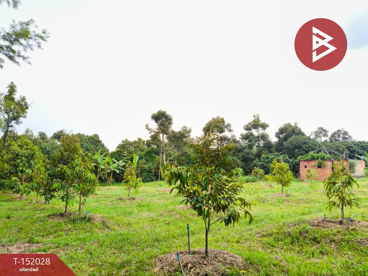 Urgent sale, rubber plantation land, area 11 rai 45.1 square wah, Klaeng, Rayong. – รูปที่ 2
