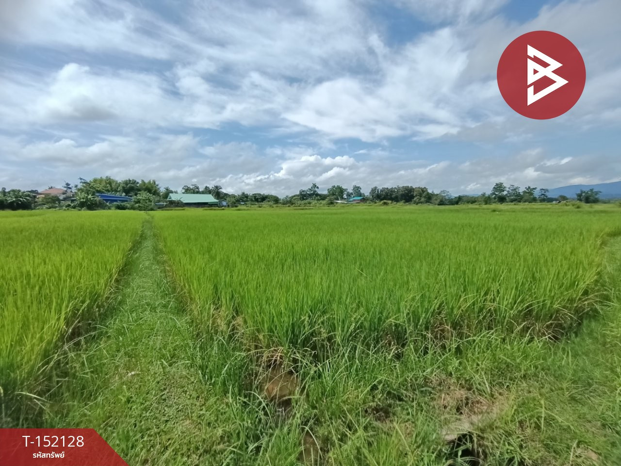 ขายที่ดิน เนื้อที่ 3 งานไชยสถาน น่าน – รูปที่ 4
