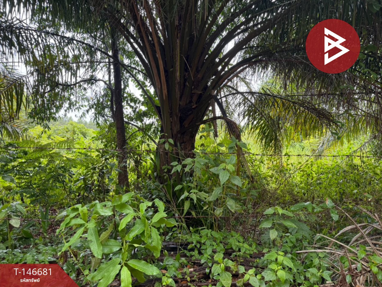 Land for sale, area 34 rai 1 ngan 62 sq m, Sa Khwan Subdistrict, Mueang Sa Kaeo – รูปที่ 2