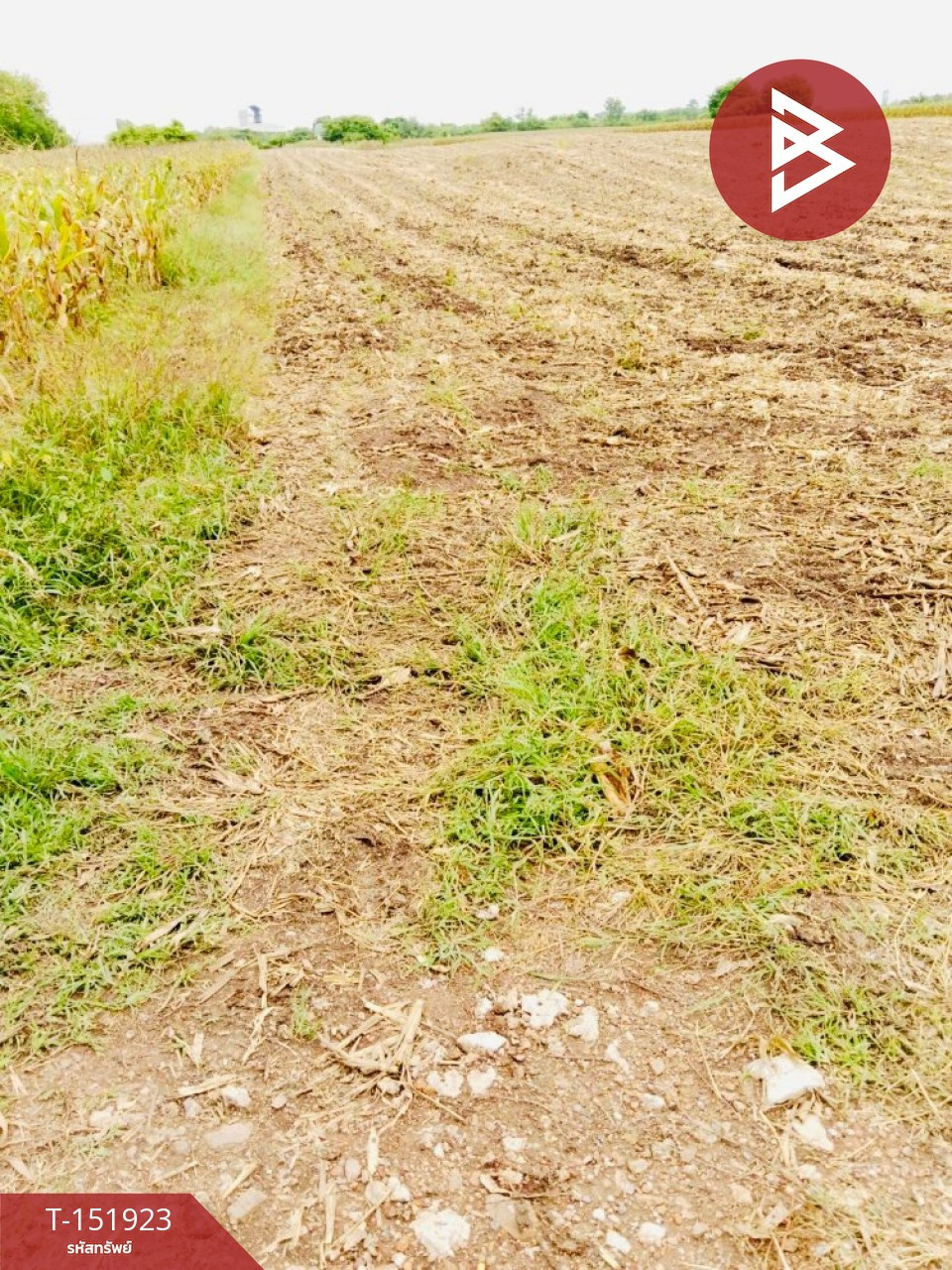 Land for sale, area 15 rai 2 ngan 77 square wa, Wichian Buri District, Phetchabun Province. – รูปที่ 3