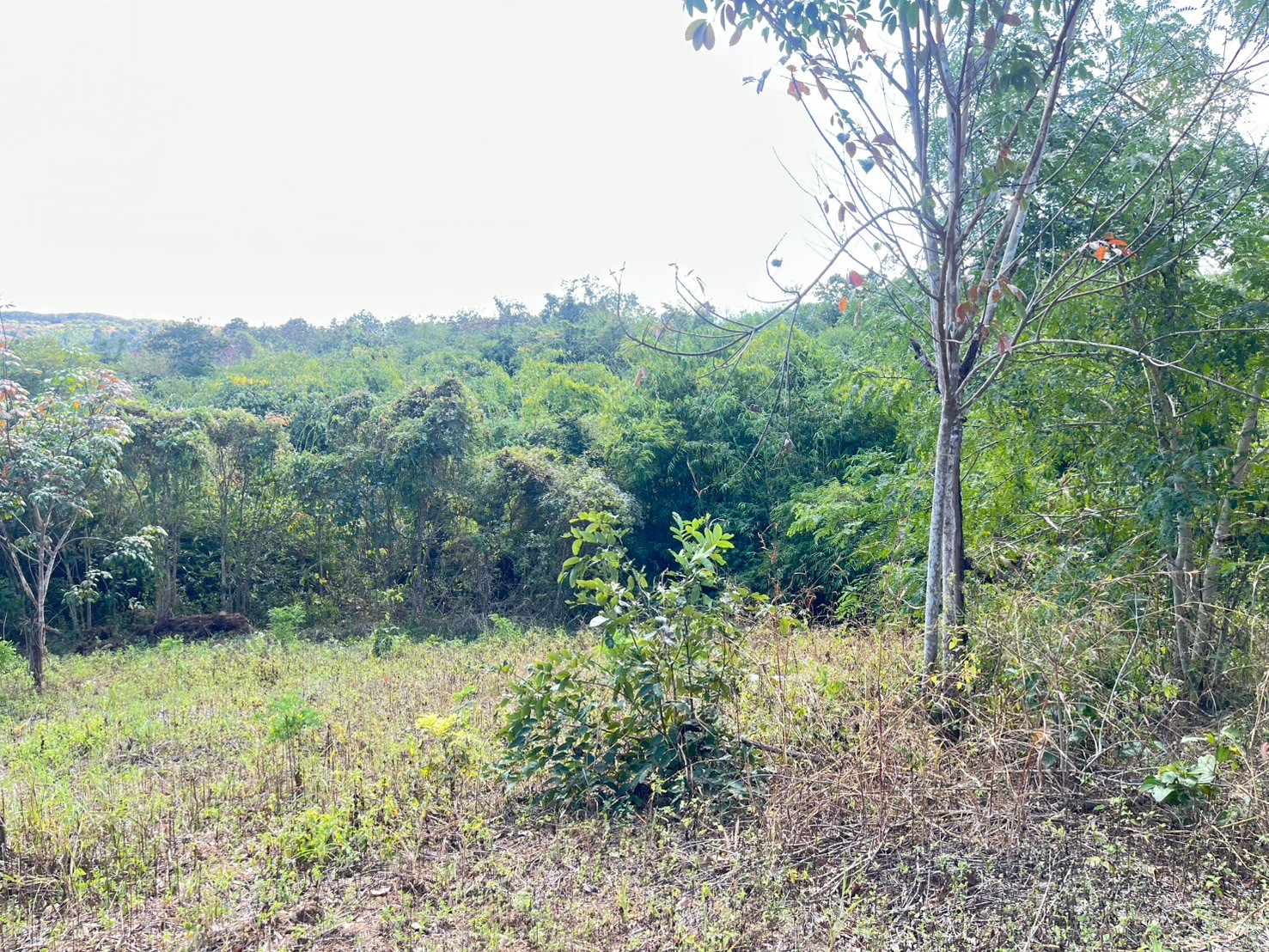 🌄 ที่ดินเพื่อการลงทุน ทำเลท่องเที่ยว ทองผาภูมิ – รูปที่ 4