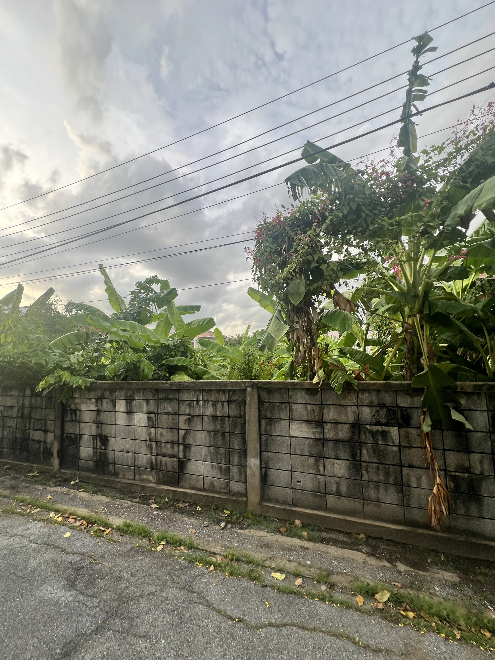 ขายที่ดินแปลงสวย 201 ตร.ว. ถมแล้ว พร้อมพัฒนา ซอยอินทรามระ 41 – ดินแดง กรุงเทพฯ – รูปที่ 4