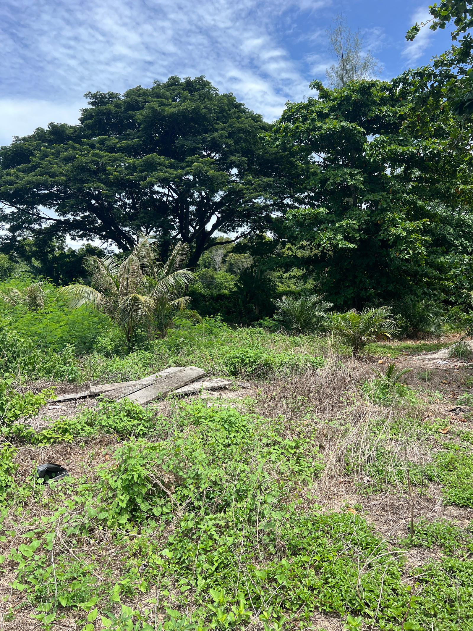 Land for Sale, Nong Thale, Krabi, 1-3-21 Rai (721 sq.wah), Main Road Frontage KB.4024, near Klong Muang Beach, Chanote Title, Ideal for Pool Villa or Resort, 29 Million THB – รูปที่ 2