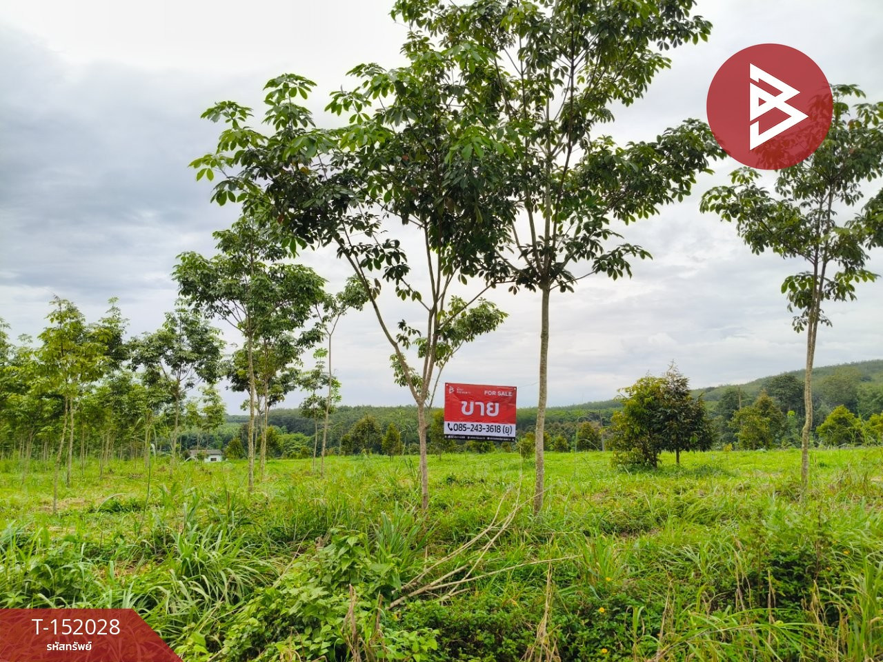 Urgent sale, rubber plantation land, area 11 rai 45.1 square wah, Klaeng, Rayong. – รูปที่ 3