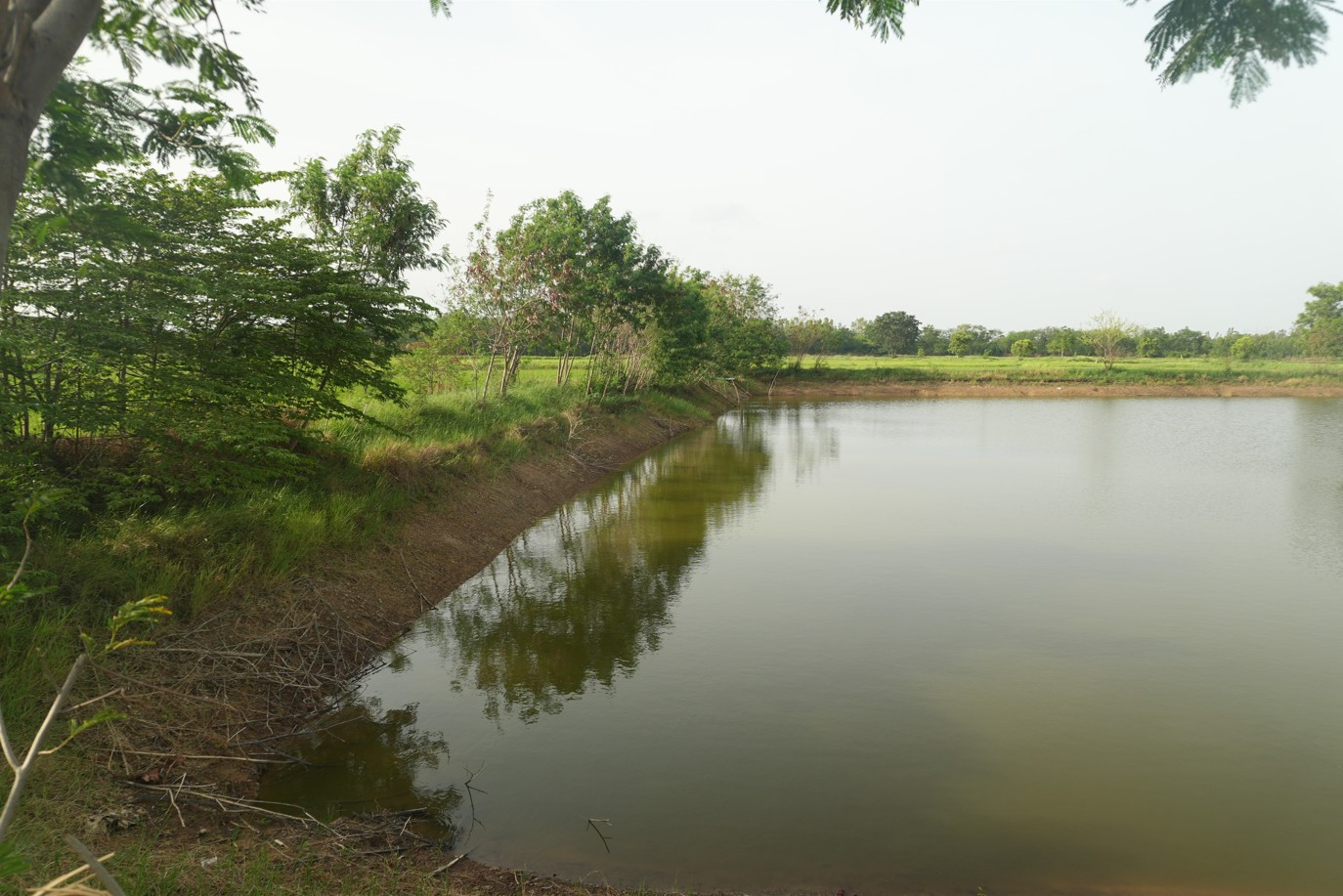 🏞️ Large plot of land for sale Next to Mittraphap Road, Phon District, Khon Kaen Province – รูปที่ 3
