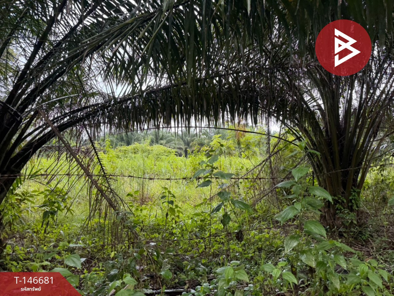 Land for sale, area 34 rai 1 ngan 62 sq m, Sa Khwan Subdistrict, Mueang Sa Kaeo – รูปที่ 3
