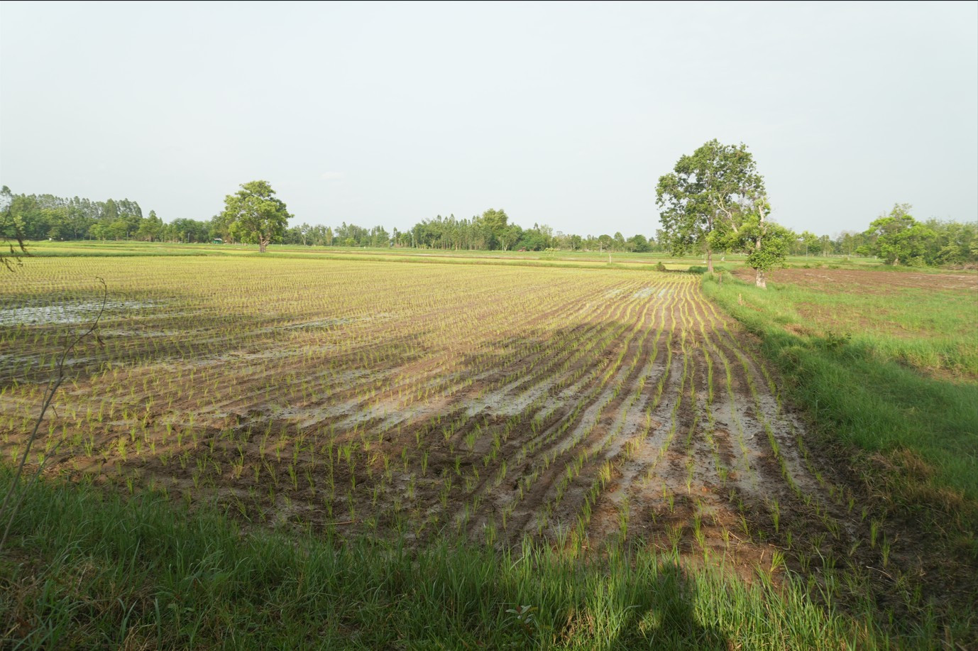 🏞️ Large plot of land for sale Next to Mittraphap Road, Phon District, Khon Kaen Province – รูปที่ 4