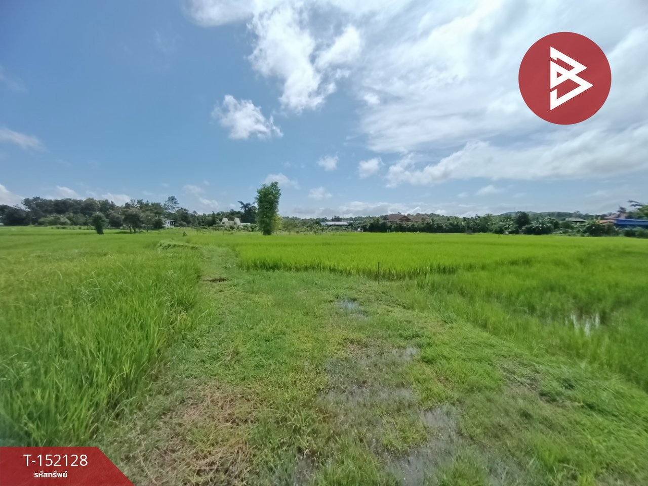 Land for sale, area 3, Ngan Chai Sathan, Nan. Land for sale, area 3, Ngan Chai Sathan, Nan.