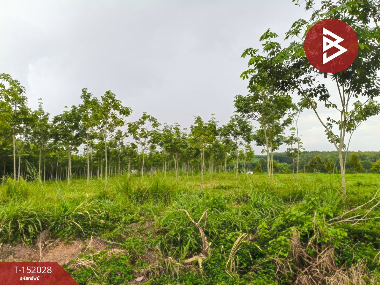 Urgent sale, rubber plantation land, area 11 rai 45.1 square wah, Klaeng, Rayong. – รูปที่ 4