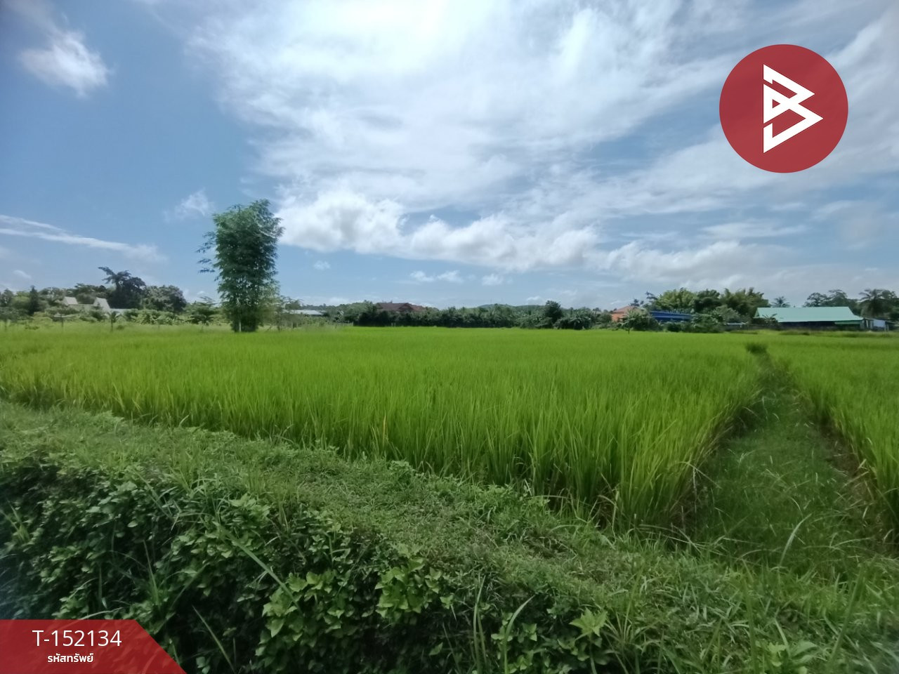 Land for sale, area 2 ngan 88 sq m, Chaiyasathan, Nan. – รูปที่ 3