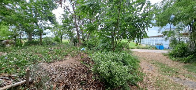 🌿 บ้านสวนบรรยากาศริมน้ำ อยุธยา 🏡 บ้านไม้เรือนไทย + ที่ดิน 315 ตร.ว. 📍 อำเภอ พระนครศรีอยุธยา จังหวัด พระนครศรีอยุธยา  – รูปที่ 3
