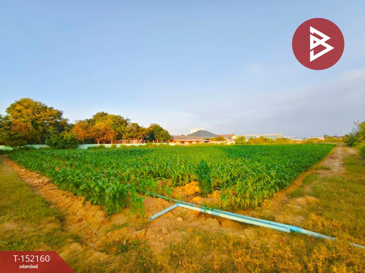Land for sale, area 1 rai 3 ngan 36 sq m, Kamphaeng Saen, Nakhon Pathom. – รูปที่ 4