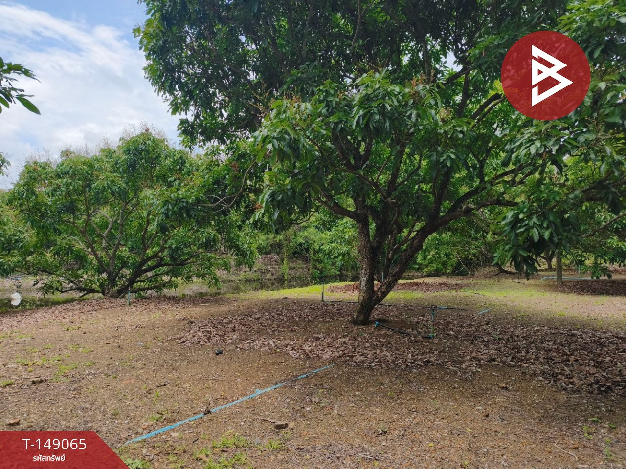 Longan orchard land for sale with resort style wooden house, area 3 rai 21 sq m, Chanthaburi, good location. – รูปที่ 2