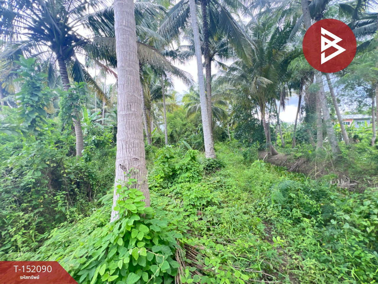 Land for sale, area 3 rai 2 ngan 61 sq m, Bang Khonthi, Samut Songkhram. – รูปที่ 4