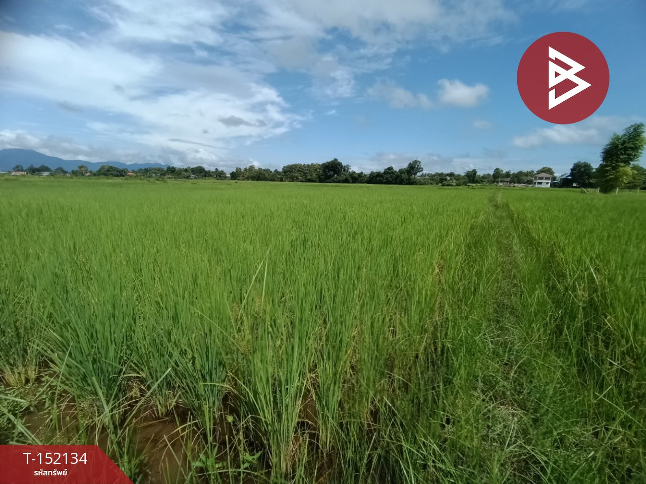 Land for sale, area 2 ngan 88 sq m, Chaiyasathan, Nan. – รูปที่ 4