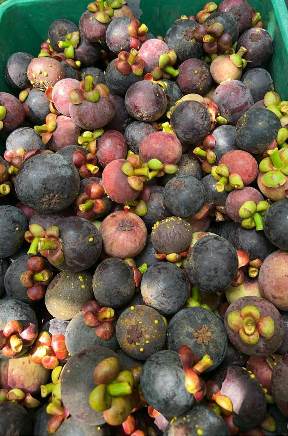 Fruit orchard for sale, 19 rai, Chak Don, Klaeng, Rayong, 250 durian trees, 320 mangosteen trees, installments direct to . – รูปที่ 3