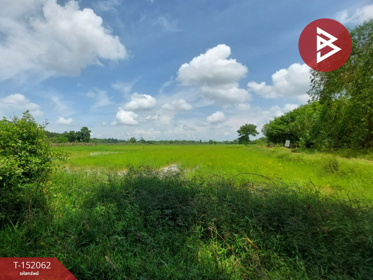 Rice field land for sale, area 19 rai 1 ngan 33 sq m, Chomsri Phen, Udon Thani. – รูปที่ 4