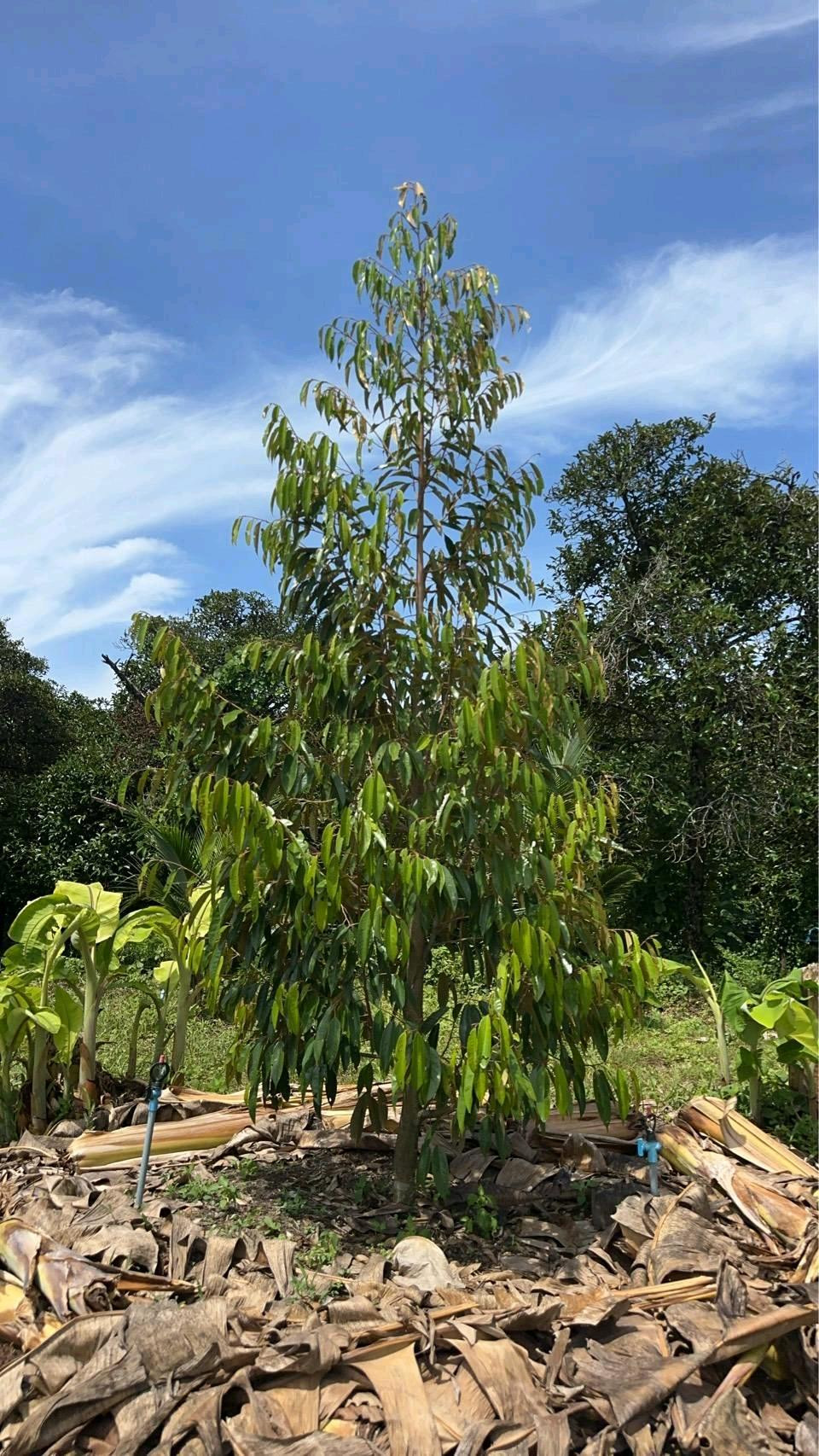 Fruit orchard for sale, 19 rai, Chak Don, Klaeng, Rayong, 250 durian trees, 320 mangosteen trees, installments direct to . – รูปที่ 4