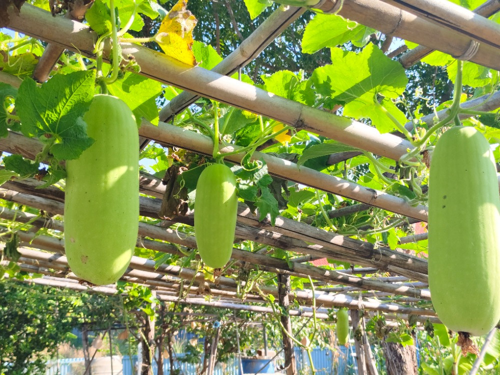 🏡🌿 ให้เช่าบ้านพร้อมที่ดิน 9 ไร่💛🧡💚ไลน์ไอดี @mynewhome💛🧡💚 – รูปที่ 4