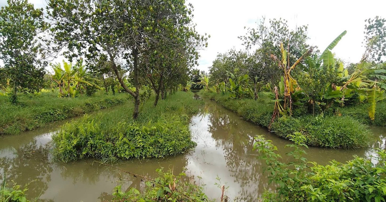 ขายสวนพร้อมโรงเรือน 1 หลัง 5 ไร่ ขายด่วน หนองเสือ ปทุม – รูปที่ 2