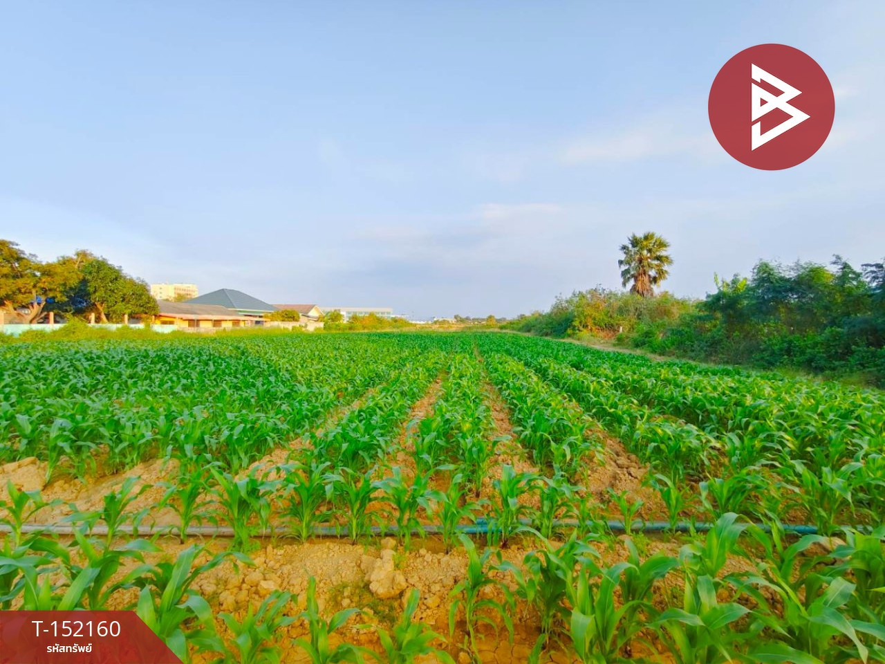 Land for sale, area 1 rai 3 ngan 36 sq m, Kamphaeng Saen, Nakhon Pathom. Land for sale, area 1 rai 3 ngan 36 sq m, Kamphaeng Saen, Nakhon Pathom.