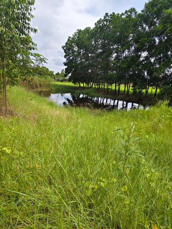 ที่ดินแปลงสวยหน้าติดถนนลาดยาง