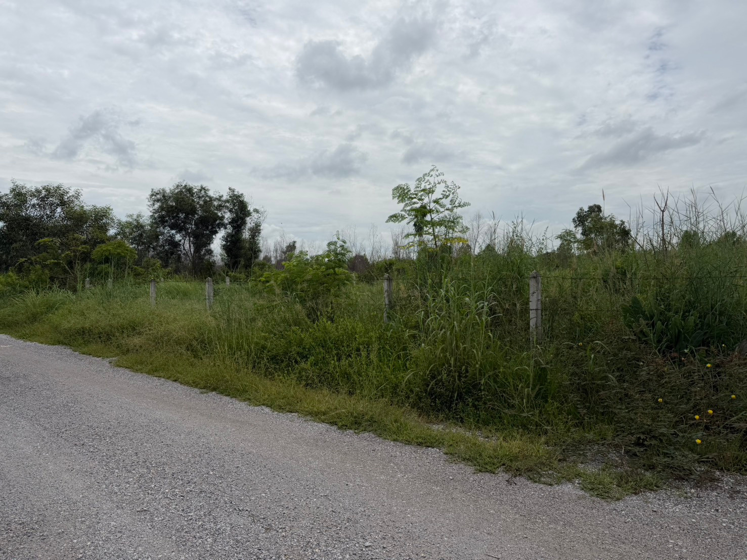 ขายที่ดิน ถมแล้ว 2 ไร่ ถมสูงประมาณ1 เมตร ถมนานแล้ว หนองเสือ ปทุม – รูปที่ 3