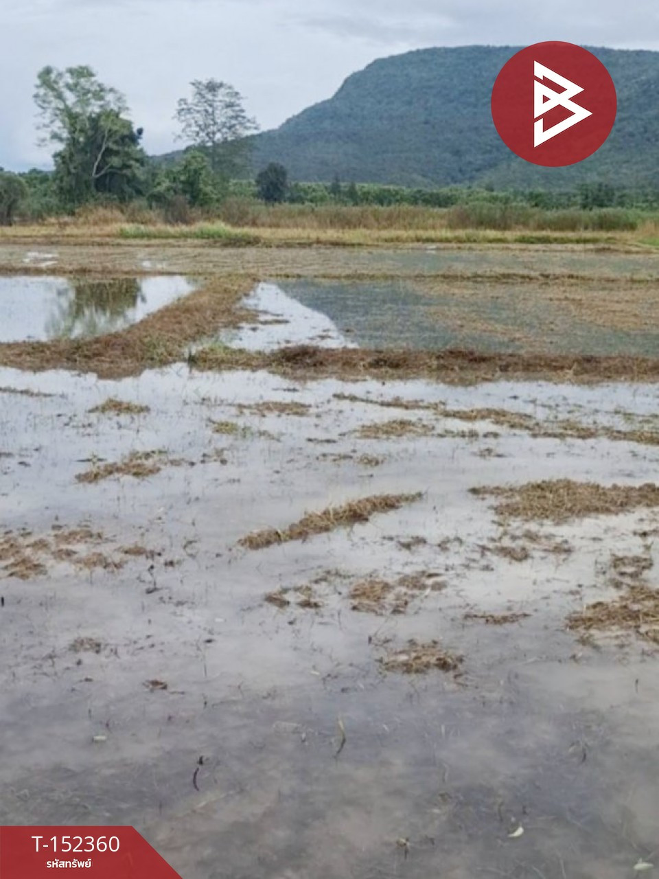ขายที่ดิน เนื้อที่ 2 ไร่ 3 งาน 22 ตร.วา พาน เชียงราย – รูปที่ 4