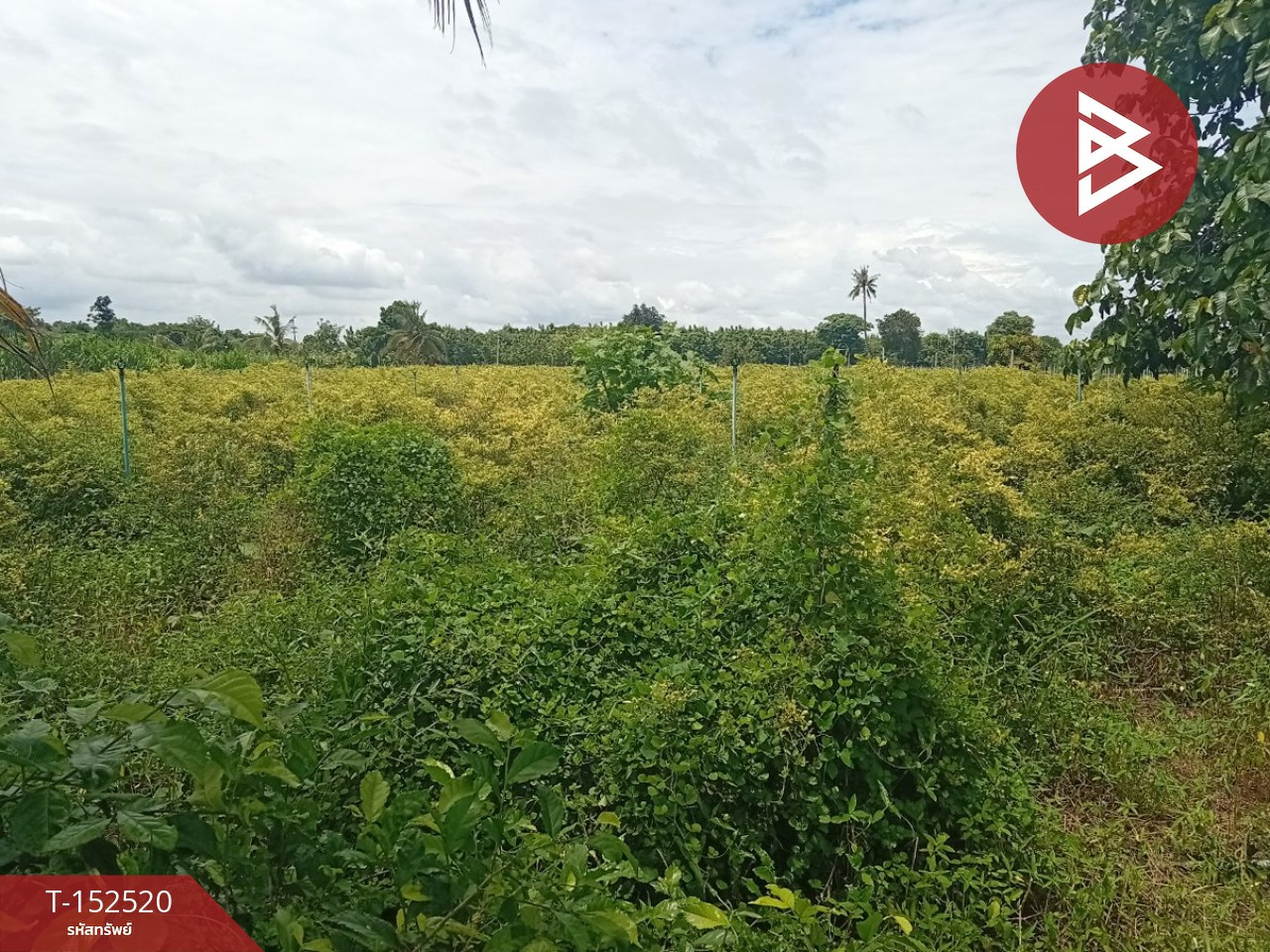 Land for sale, area 12 rai 71 sq m, Kamphaeng Saen, Nakhon Pathom. – รูปที่ 2