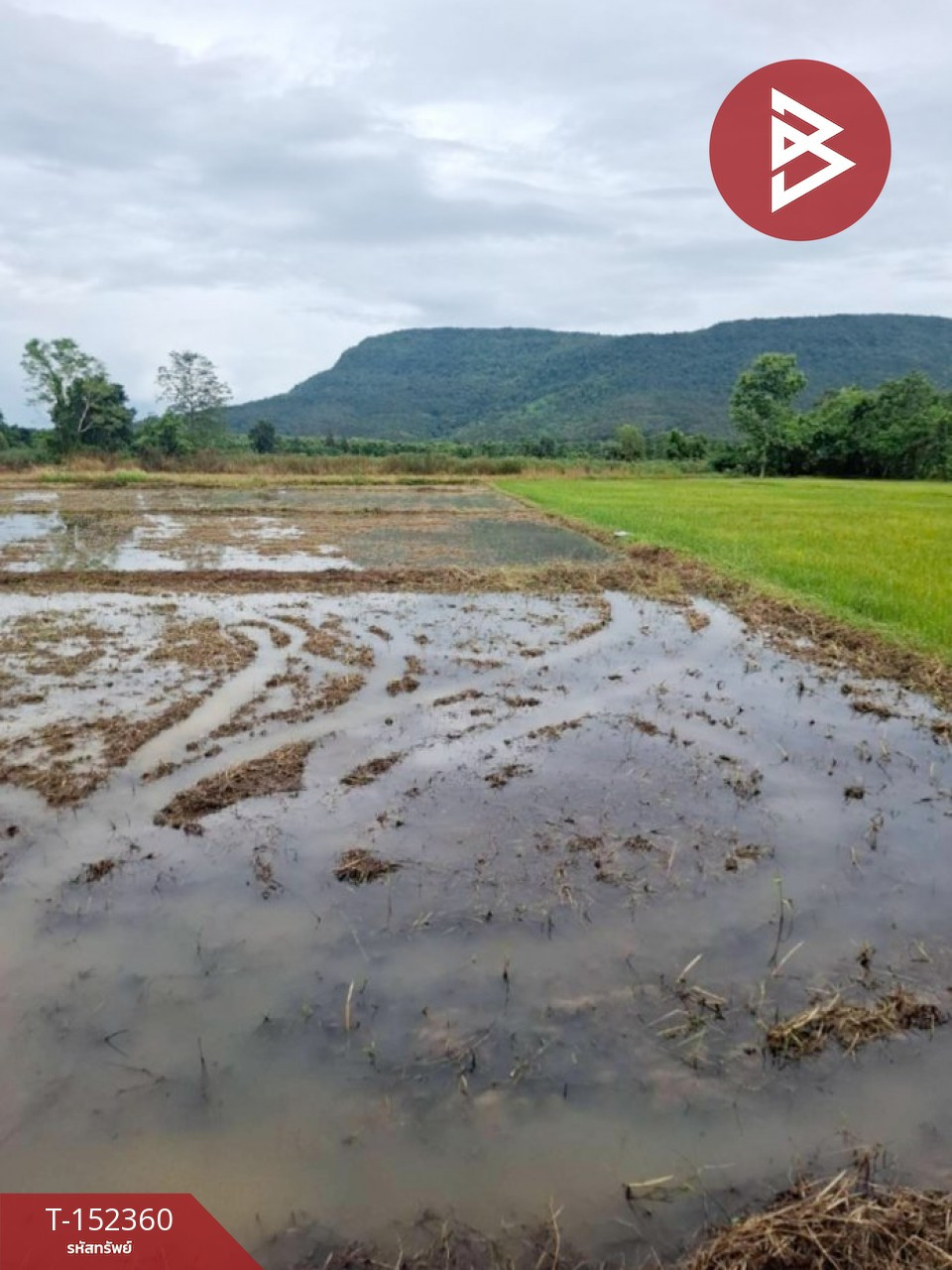 ขายที่ดิน เนื้อที่ 2 ไร่ 3 งาน 22 ตร.วา พาน เชียงราย – รูปที่ 3