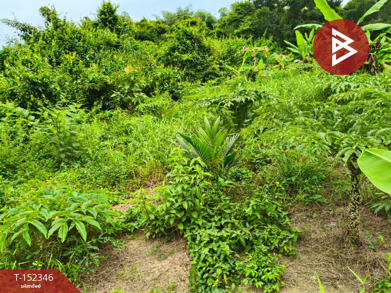 Land for sale, area 1 rai 66.2 sq m, Klaeng, Rayong. – รูปที่ 3