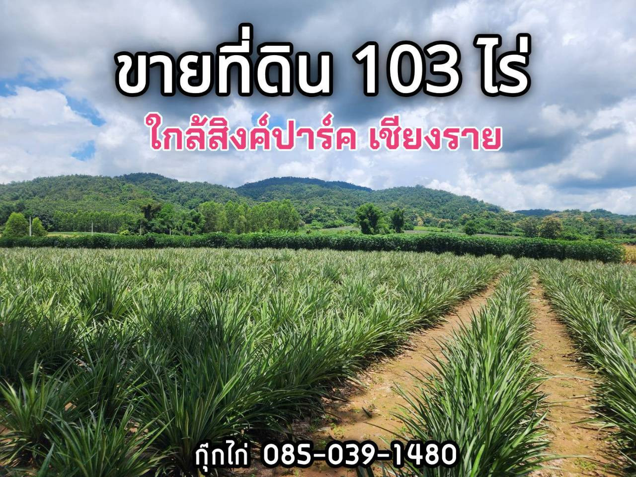 Land for sale, 103 rai, near Singapore Park, Chiang Rai. Land for sale, 103 rai, near Singapore Park, Chiang Rai.