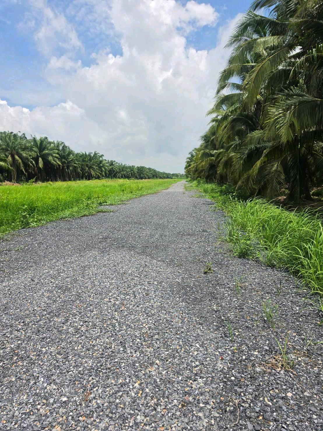 Escaping the water from the city, heading to the outskirts of the city, Khlong 8 land, Nong Suea can handle it. T.062-1574449 – รูปที่ 4