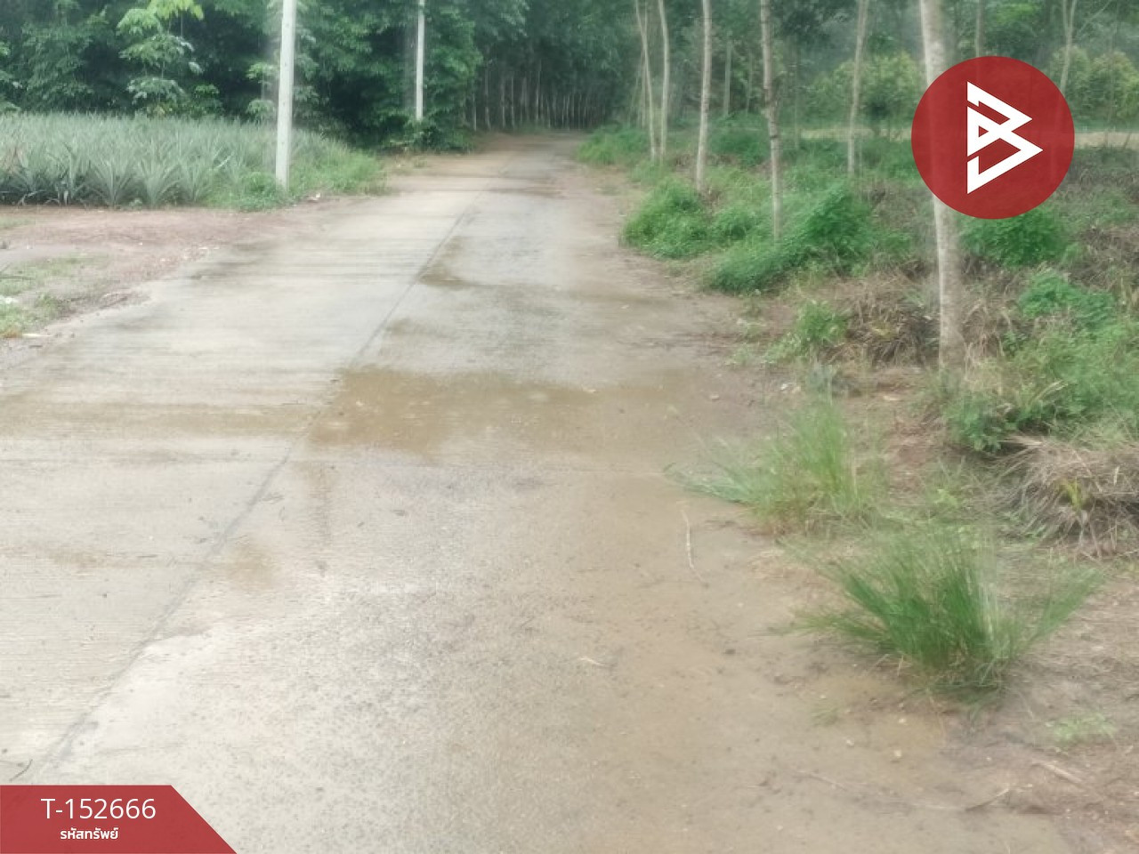 Land for sale, area 5 rai 95 sq m, Khao Saming, Trat. – รูปที่ 2