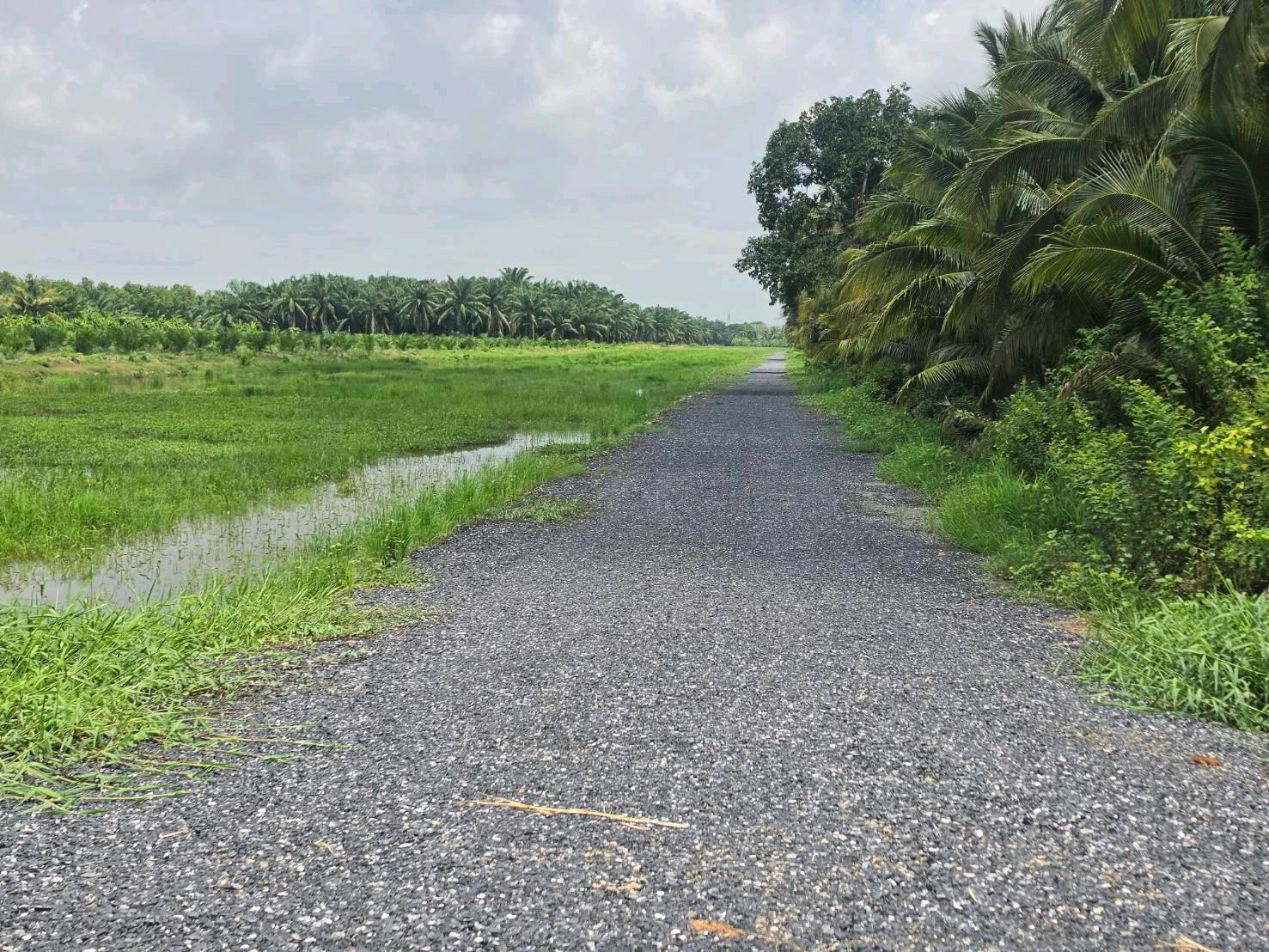 Escaping the water from the city, heading to the outskirts of the city, Khlong 8 land, Nong Suea can handle it. T.062-1574449 – รูปที่ 3