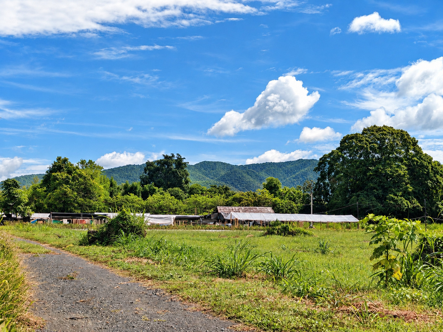 Rare 146 Rai Chiang Mai Land | 243 Mountain View Plots in San Sai – รูปที่ 3