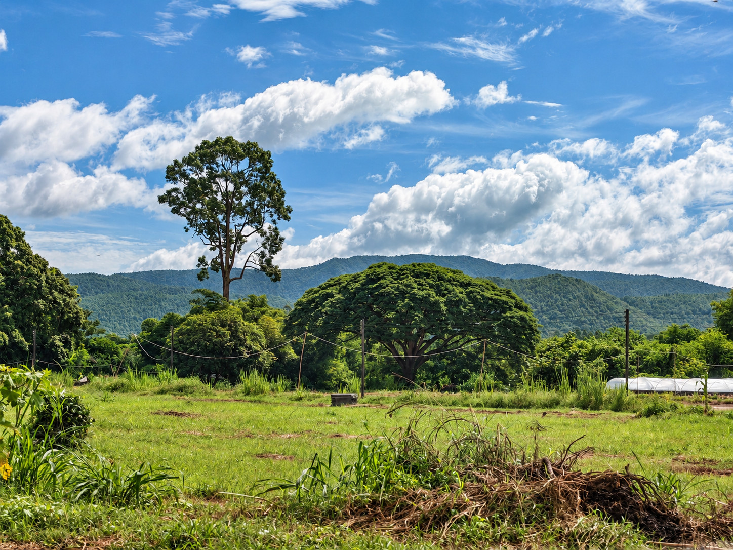 Rare 146 Rai Chiang Mai Land | 243 Mountain View Plots in San Sai Rare 146 Rai Chiang Mai Land | 243 Mountain View Plots in San Sai