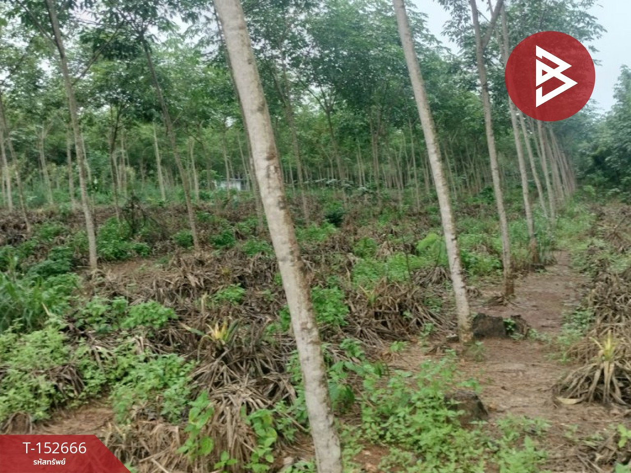 Land for sale, area 5 rai 95 sq m, Khao Saming, Trat. – รูปที่ 3