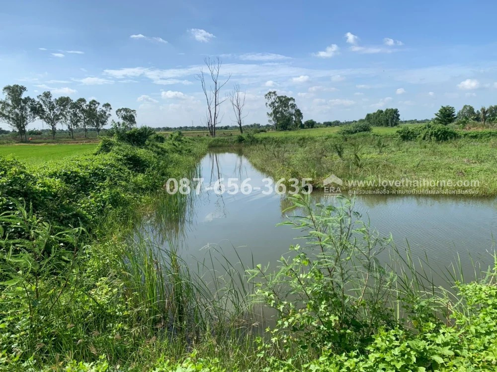 ขายที่ดินบางกรวย–ไทรน้อย แปลงสวย 2 ไร่กว่า เพียง 4.5 ล้านบาท! ราคานี้หาได้ยาก! แปลงใหญ่ เหมาะสร้างบ้านพักอาศัย หรือทำบ้านสวนส่วนตัว – รูปที่ 4