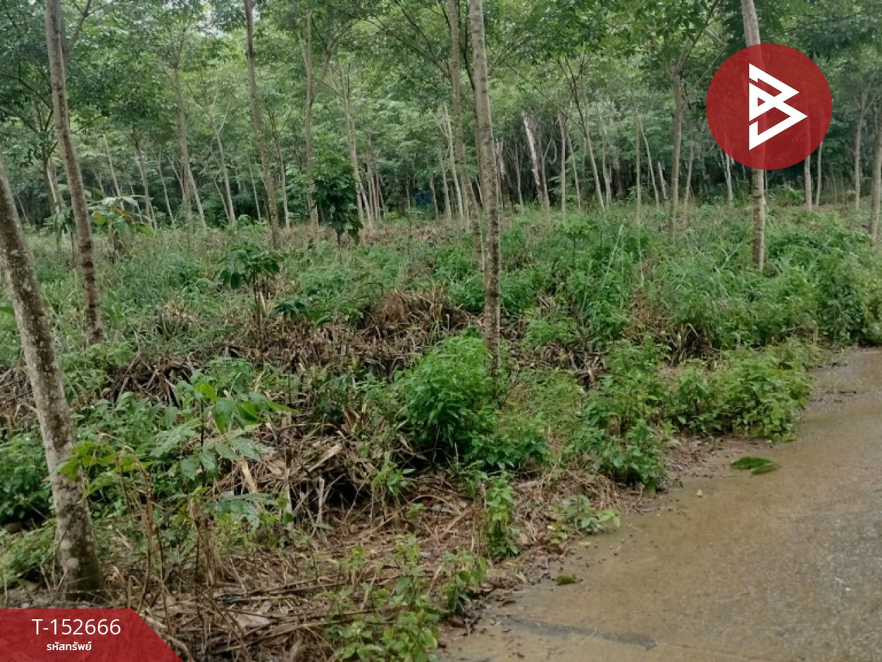 Land for sale, area 5 rai 95 sq m, Khao Saming, Trat. – รูปที่ 4