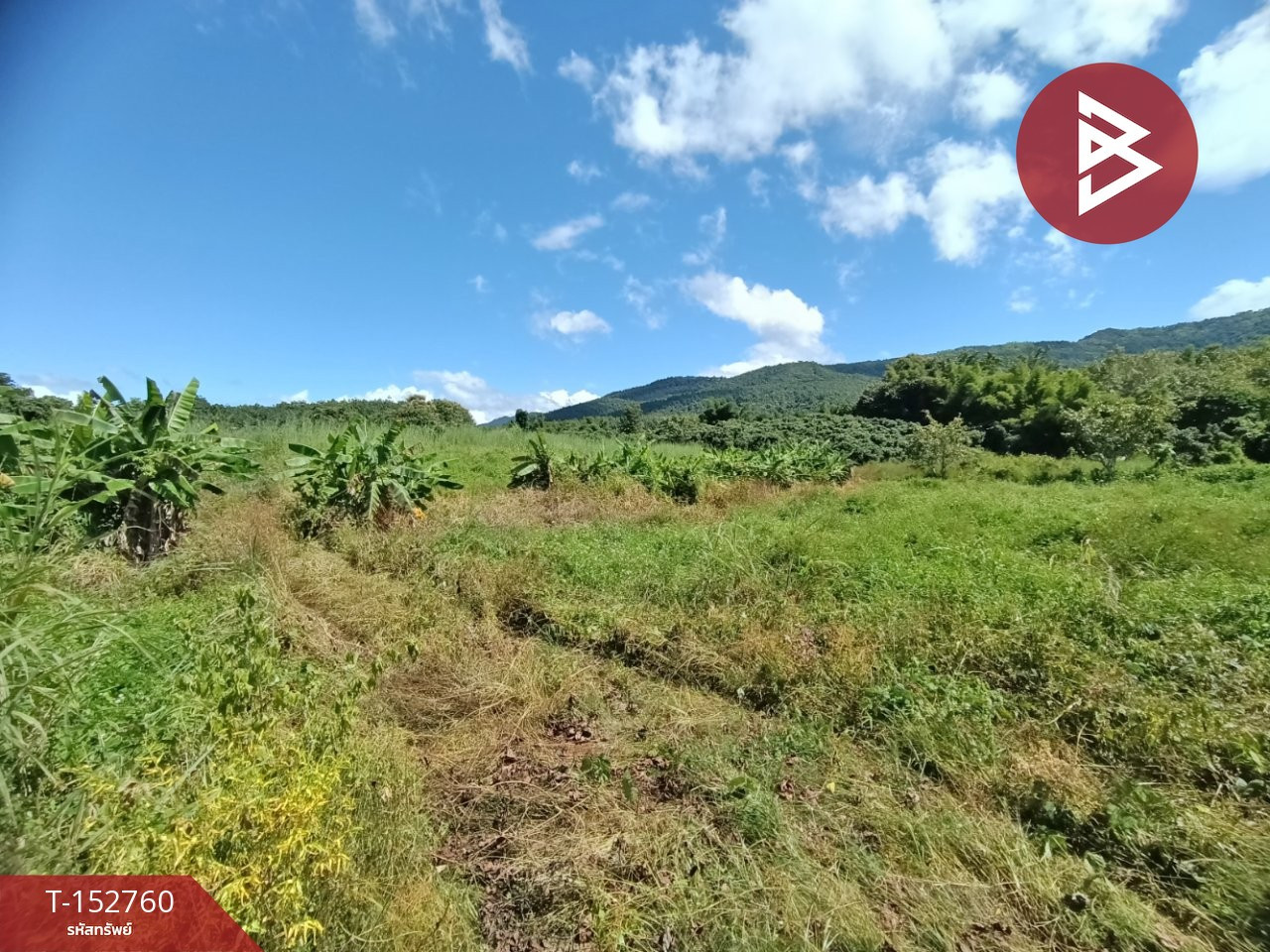 Land for sale, area 9 rai 97 sq m, Chiang Klang, Nan. – รูปที่ 4