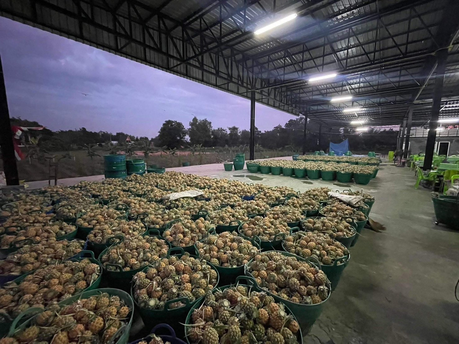 Pineapple factory for sale – รูปที่ 3