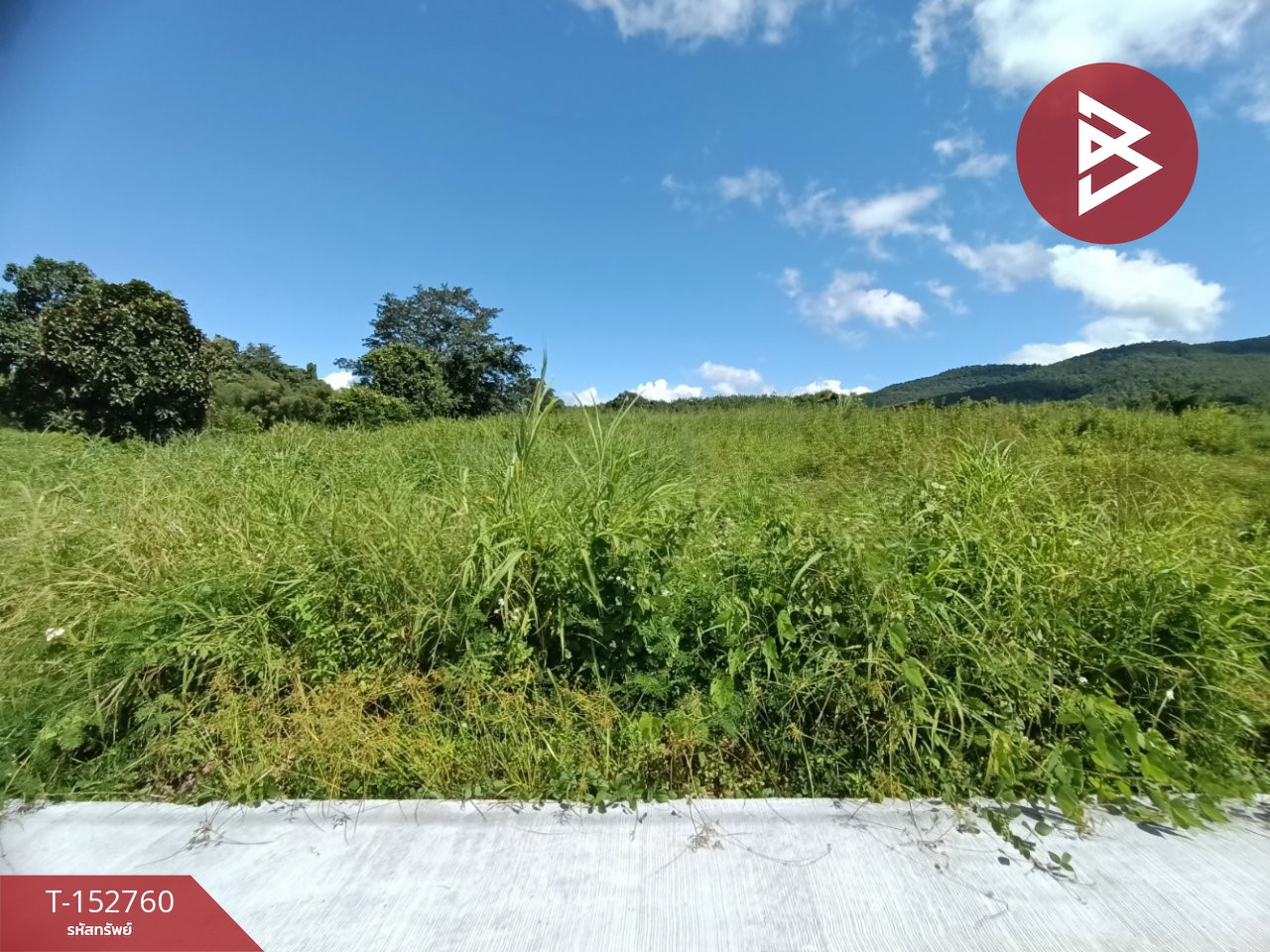Land for sale, area 9 rai 97 sq m, Chiang Klang, Nan. Land for sale, area 9 rai 97 sq m, Chiang Klang, Nan.