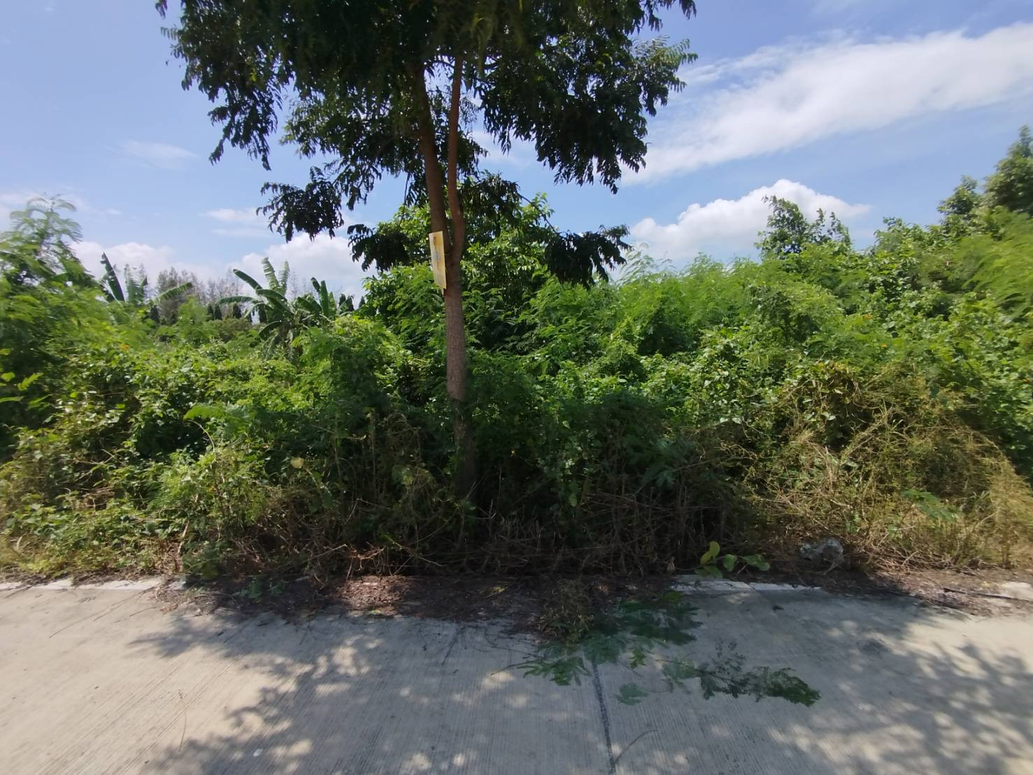 ขายที่ดิน 400 ตรว. ถนนเลียบคลองกำนันชื้น ซอยวัดเสานีวงศ์ ไทรน้อย นนทบุรี – รูปที่ 3