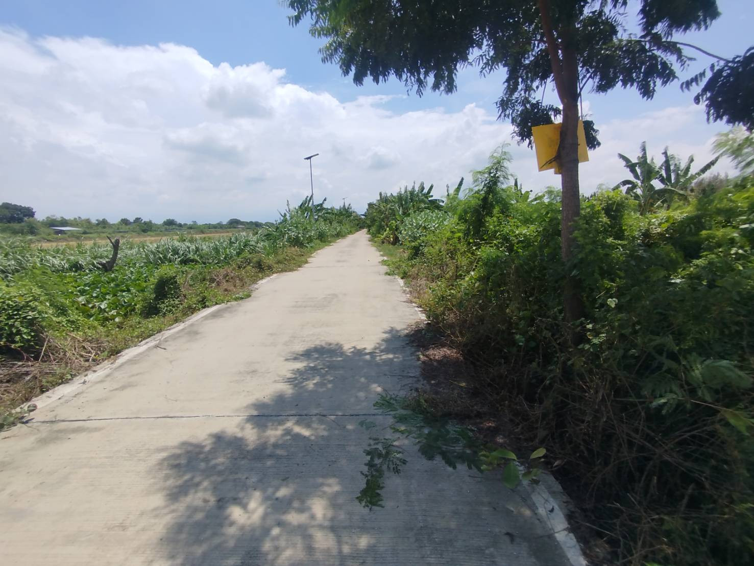 ขายที่ดิน 400 ตรว. ถนนเลียบคลองกำนันชื้น ซอยวัดเสานีวงศ์ ไทรน้อย นนทบุรี – รูปที่ 2