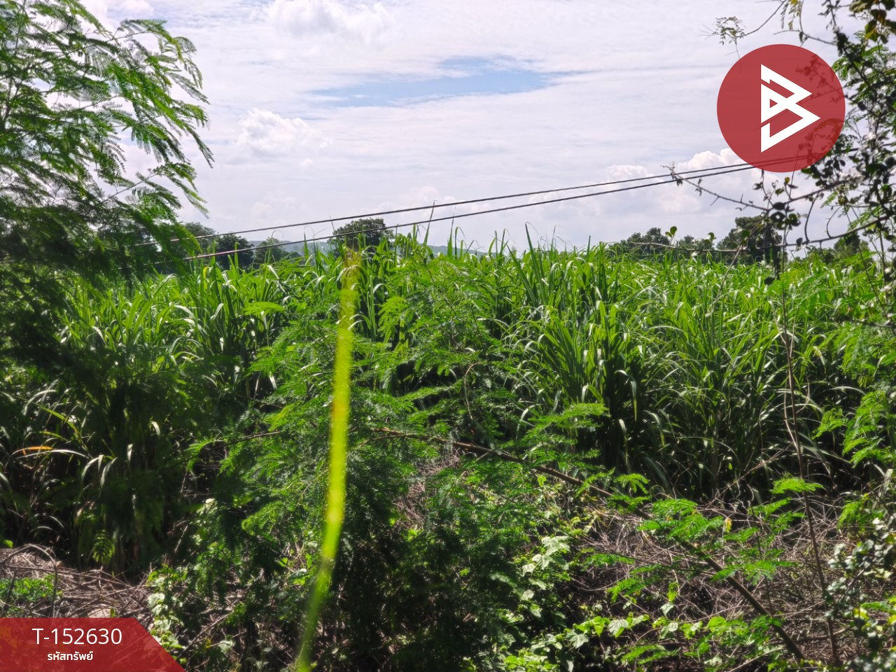 Land for sale, area 21 rai 3 ngan 89 sq m, Prakhon Chai, Buriram. – รูปที่ 2