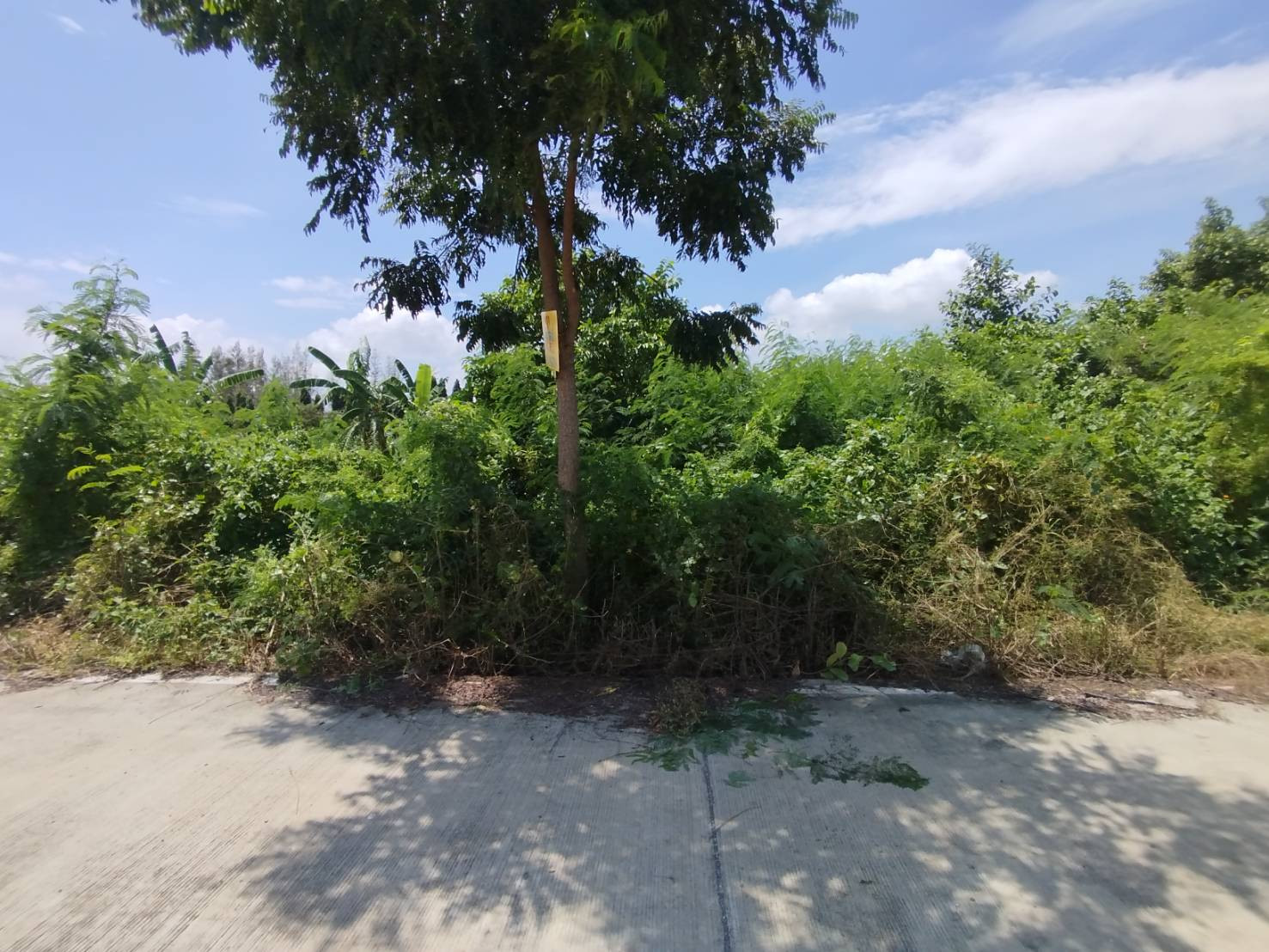ขายที่ดิน 400 ตรว. ถนนเลียบคลองกำนันชื้น ซอยวัดเสานีวงศ์ ไทรน้อย นนทบุรี – รูปที่ 4